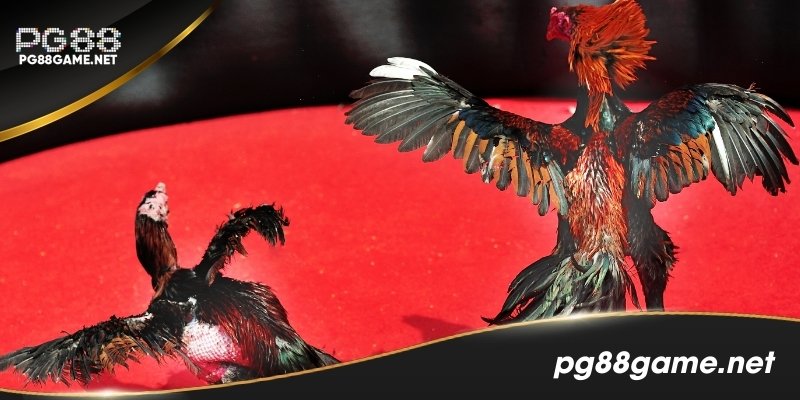 Các thể loại đá gà trực tiếp phổ biến