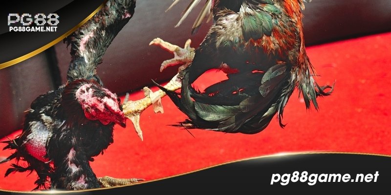 Đá gà Thomo – nơi những chiến kê tạo nên huyền thoại!