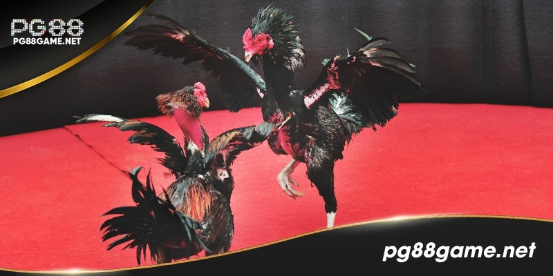 Kinh nghiệm đá gà Thomo thực chiến từ giới lão luyện