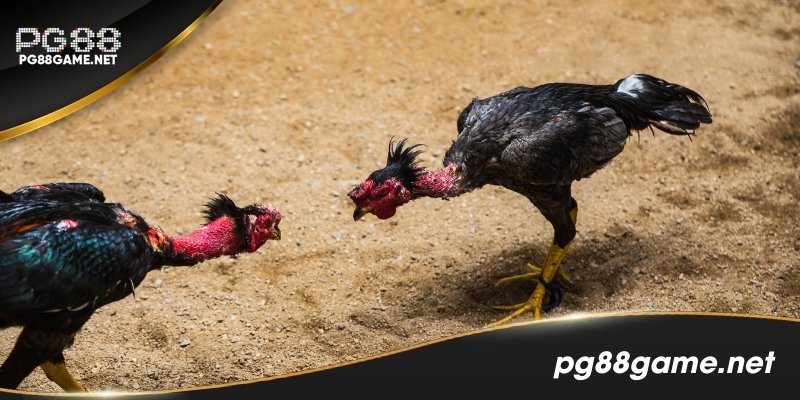 Trực tiếp đá gà hôm nay PG88 - Trải nghiệm hấp dẫn nhất